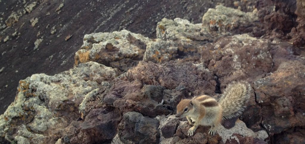 Streifenhörnchen Fuerteventura