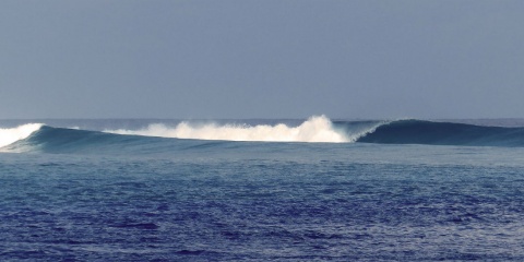 Surfspot Chickens Maldives